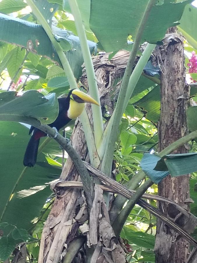 Happy Monkeys Villa Puerto Jimenez Luaran gambar
