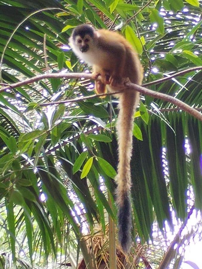 Happy Monkeys Villa Puerto Jimenez Luaran gambar