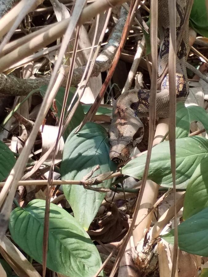 Happy Monkeys Villa Puerto Jimenez Luaran gambar