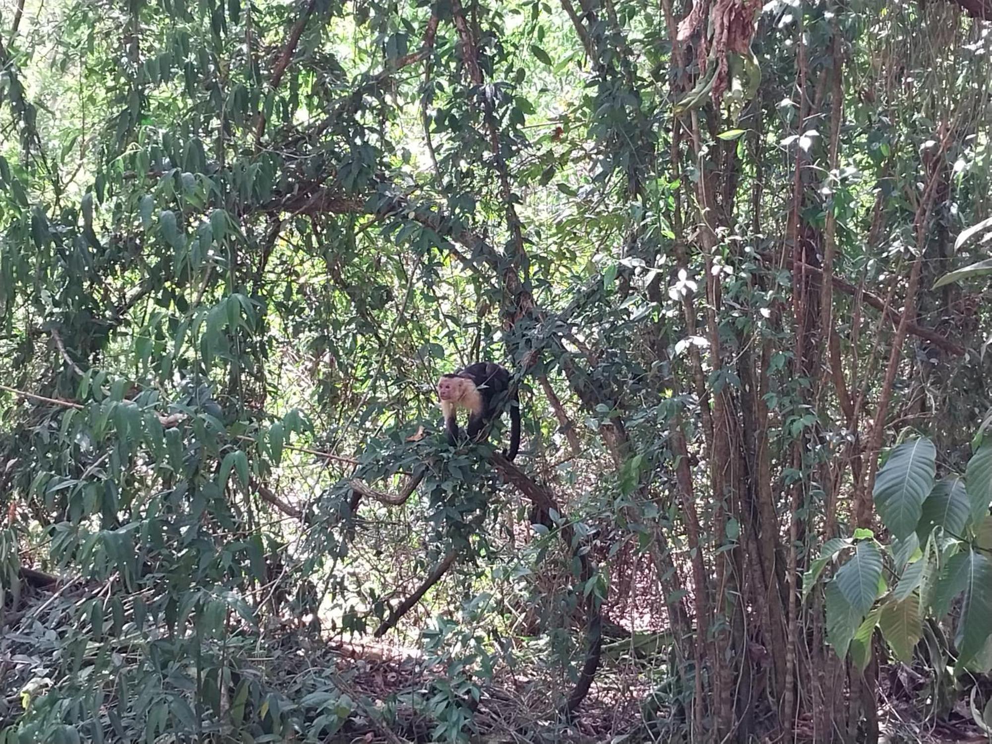 Happy Monkeys Villa Puerto Jimenez Luaran gambar