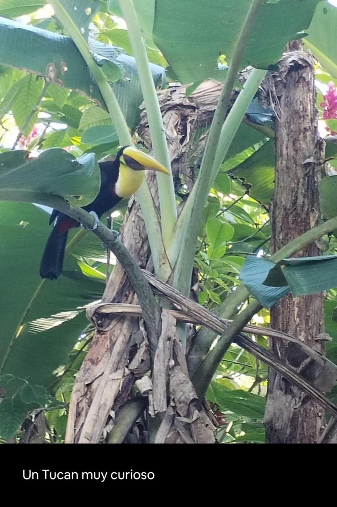 Happy Monkeys Villa Puerto Jimenez Luaran gambar