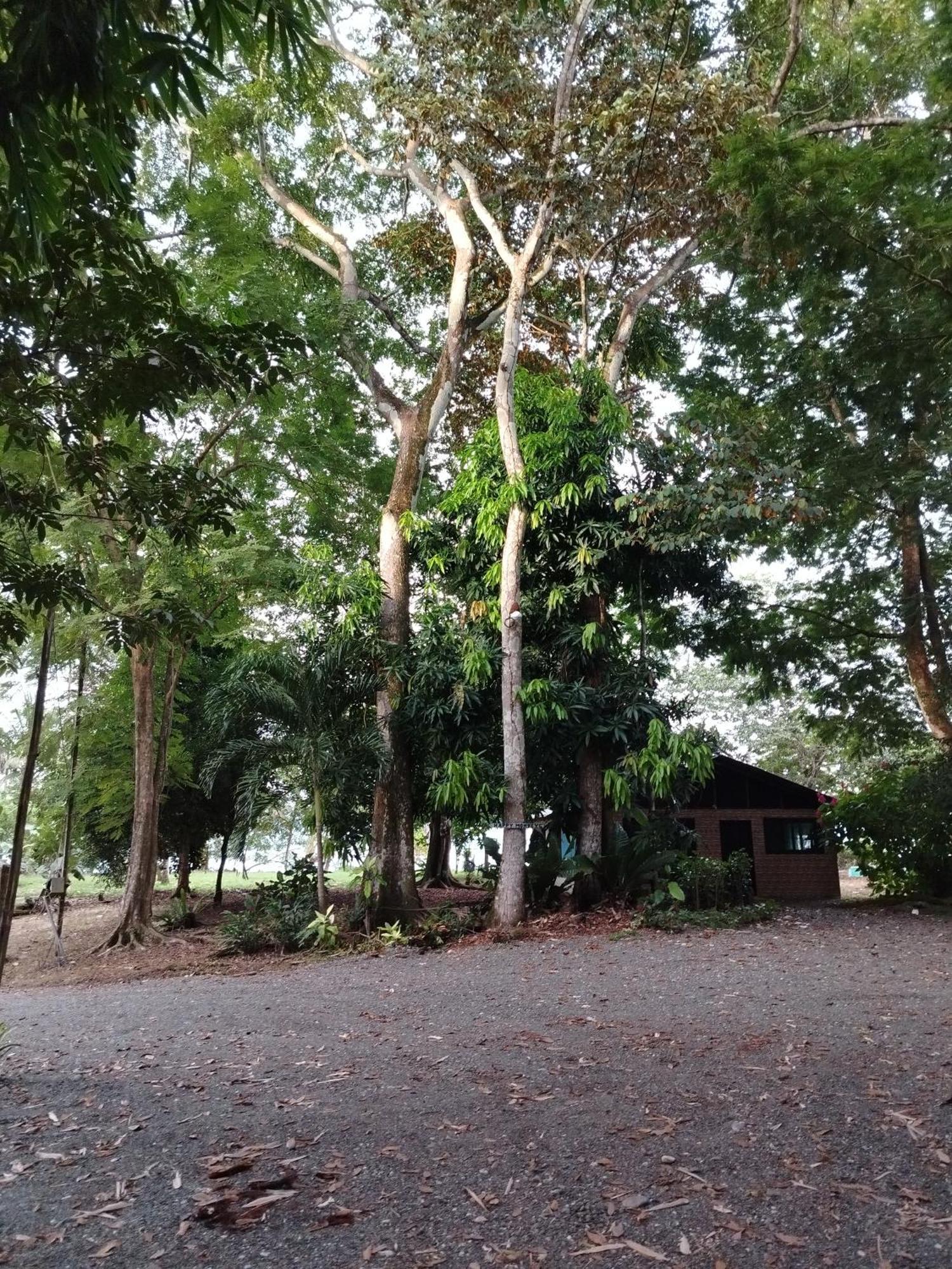 Happy Monkeys Villa Puerto Jimenez Luaran gambar