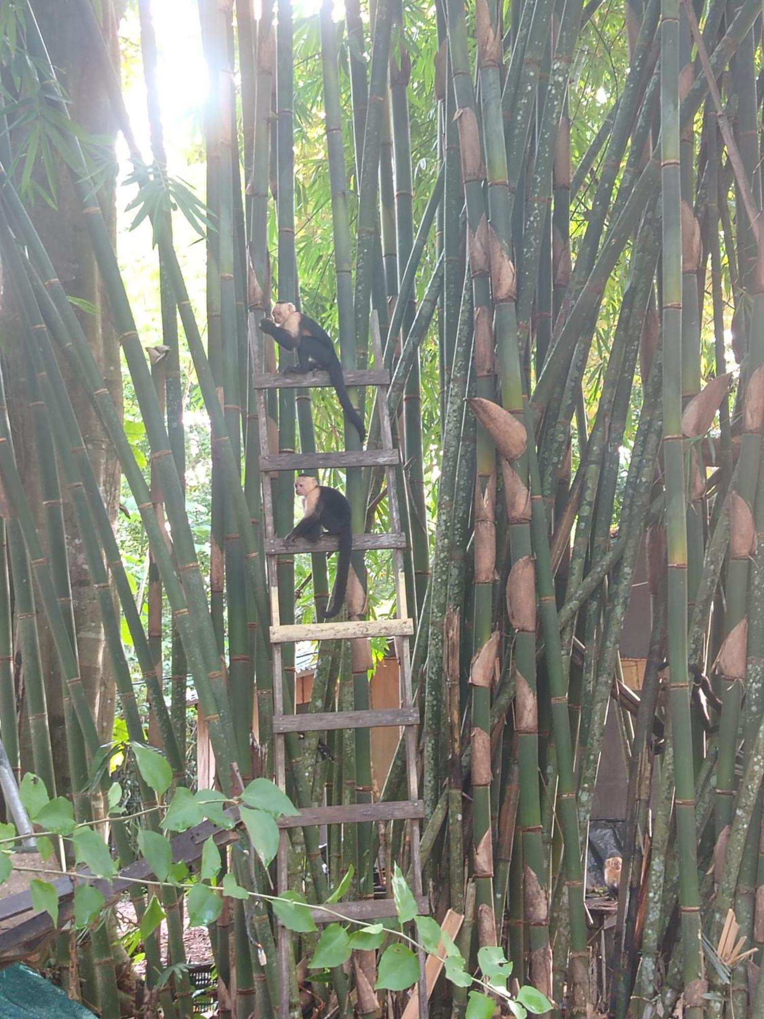 Happy Monkeys Villa Puerto Jimenez Luaran gambar